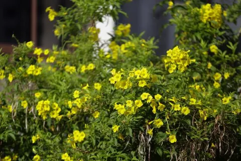  Los guayacanes pintan de amarillo a la capital de Panamá