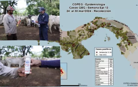 COPEG advierte impactos de la presencia del Gusano Barrenador 