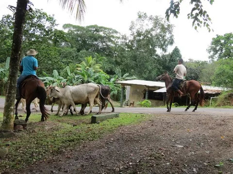 Sospechan de nuevo caso de gusano barrenador en humano