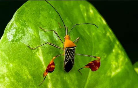 ¿Qué esconden las banderillas rojas del insecto matador?