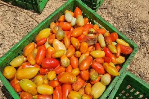 Cae en un 30% la producción de tomate industrial en Los Santos