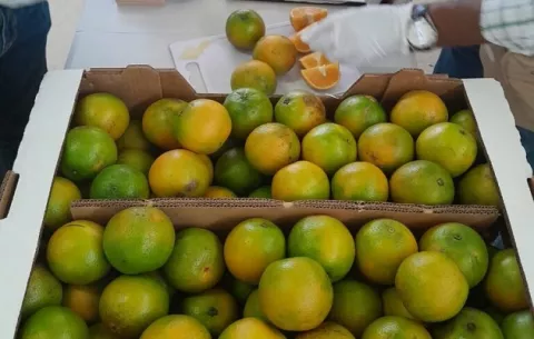 Naranjas y limones coclesanos llegan al mercado antillano