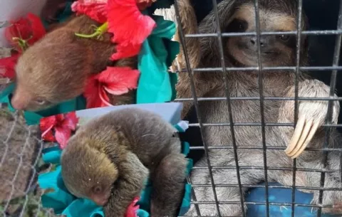 Especies silvestres pierden su hábitat en Panamá Oeste