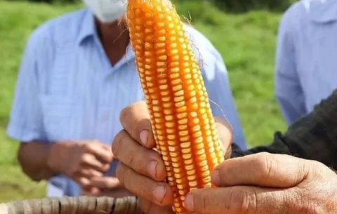 Excedente de maíz pone en jaque a productores nacionales 