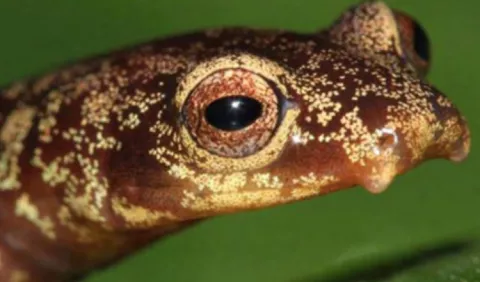 ¿Cuánto cuesta describir una nueva especie en Panamá?