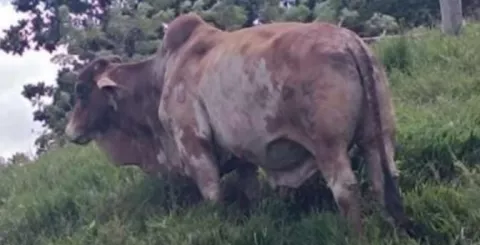 Hurtan toro de alta genética entregado por el Gobierno   