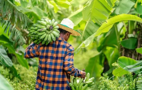 FAO apunta a una narrativa de nutrir a la gente en vez de alimentar