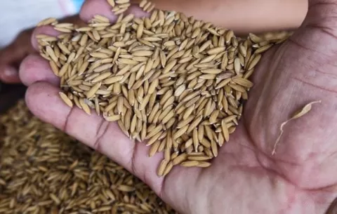 Revisan uso de fondos de las importaciones de arroz