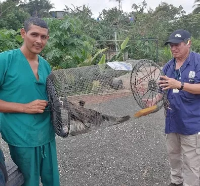 Rescatan ave malherida en Gatuncillo Norte, Colón