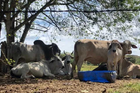 Ganaderos santeños preocupados por ausencia de lluvias