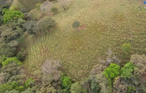 Microsoft respalda proyecto de captura de carbono en Panamá