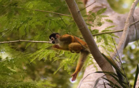 Urgen compromisos reales para la protección de la biodiversidad