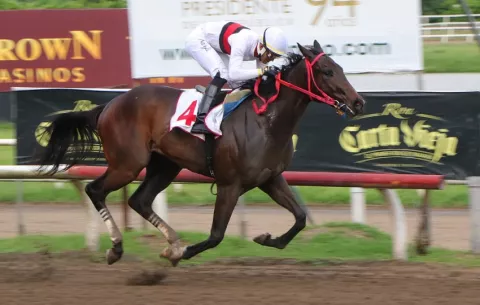 Carreras de caballo cuentan con nuevo reglamento: ¿En qué consiste?
