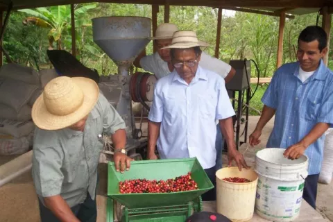 Cafeteros de Panamá Oeste buscan duplicar cultivo del grano