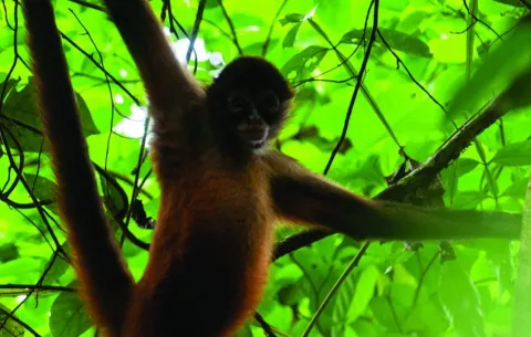 ¿Son más eficientes los primates con cerebros grandes al buscar comida?