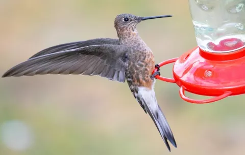 No hay una, sino dos especies de colibrí gigante
