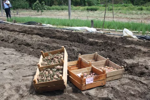 Cultivo de papas en el Valle de Antón es viable
