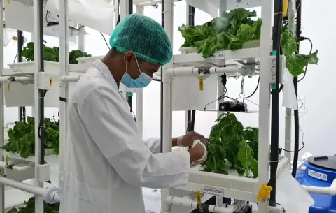 Potencian agricultura vertical en ambientes controlados de escuelas
