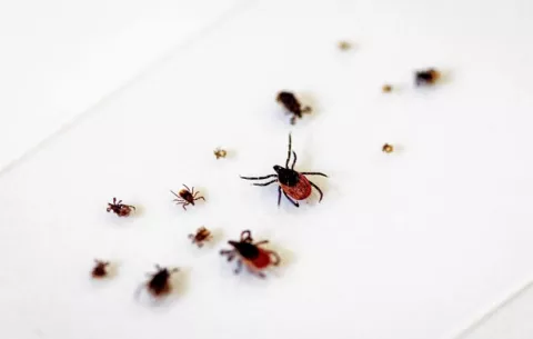 ¿Qué problemas puede ocasionar la picadura de una garrapata?