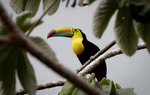 Observadores de aves se despliegan por Panamá en el Global Big Day