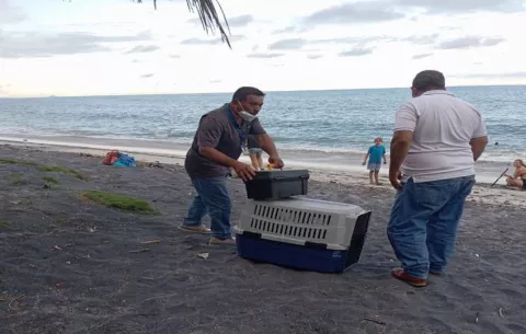Rescatan especies silvestres en Panamá Oeste