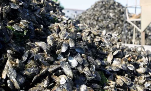 Almejas y mejillones enfrentan serias amenazas