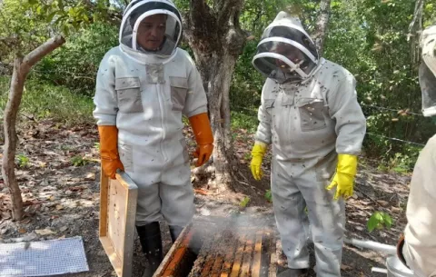 Actividad apícola  aumenta en Panamá
