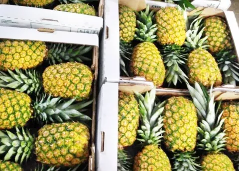 Piñas, orquídeas y palmitos salen de las provincias hacia el exterior