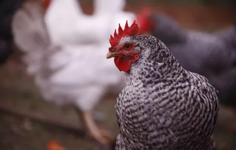 ¿Cómo se proyecta el comercio de pollo latinoamericano?