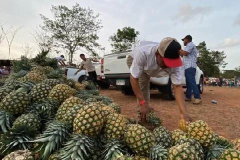 Se fortalece el agroturismo en las fincas de piña 