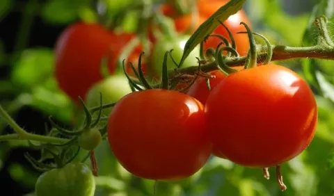 Tomate: ¿fruta o verdura? con grandes beneficios