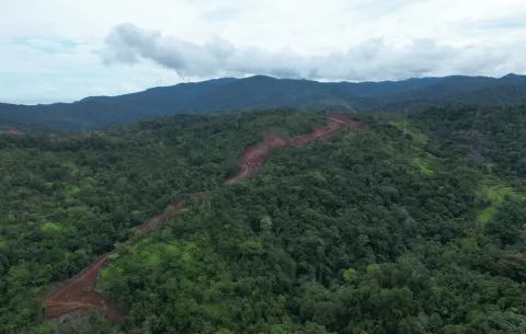 ¿Qué especies pone en riesgo  la construcción de una carretera  por el bosque?