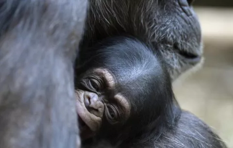 Chimpancés  salvajes comen plantas medicinales para tratar heridas