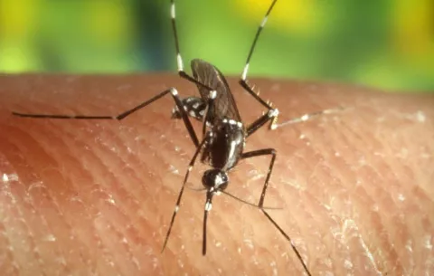 Europa en alerta por dengue y brote de virus del Nilo Occidental