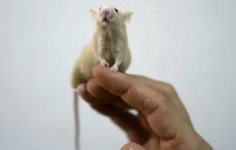 Pocas terapias probadas en animales llegan al uso humano