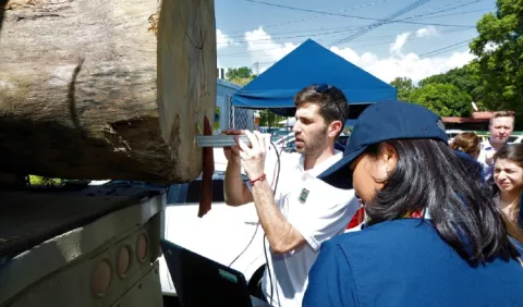 Panamá busca garantizar origen legal de la  madera