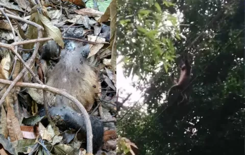 Los 'cables de la muerte' amenazan supervivencia de monos aulladores