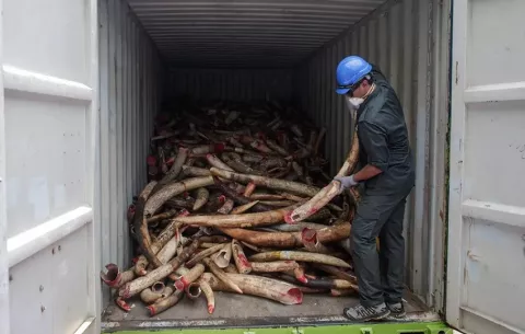 Narcos amplían sus actividades a los delitos medioambientales