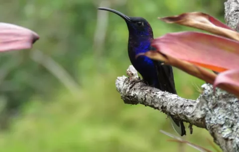  Panamá ingresa al Sistema Global de Información sobre Biodiversidad-GBIF