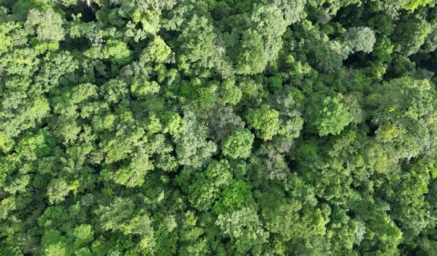 Sierra Llorona, una apuesta al oro verde