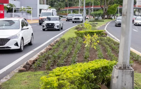Multas ascienden hasta 5 mil dólares para quienes atenten contra plantones, advierte la Alcaldía