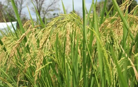 Niegan cambio de medida a involucrados en 'caso de Arroz' del Mida