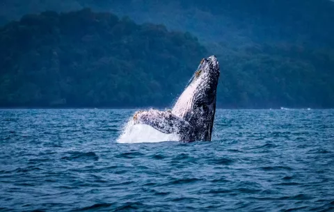 Regulaciones de avistamiento, fundamentales para proteger a las ballenas
