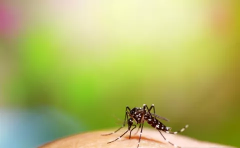 Dengue: ¿Cuál es el impacto de esta infección transmitida por mosquitos?