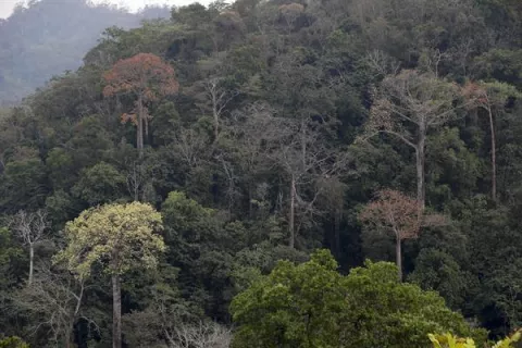 La innovación "inclusiva" es vital para un futuro forestal sostenible, alerta la FAO 