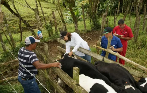 Gusano barrenador se ha salido de control; podría generar importantes pérdidas