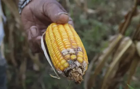 Latinoamérica redujo los niveles de inseguridad alimentaria
