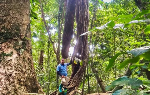 Científicos descubren  liana en Panamá que ha batido el récord mundial