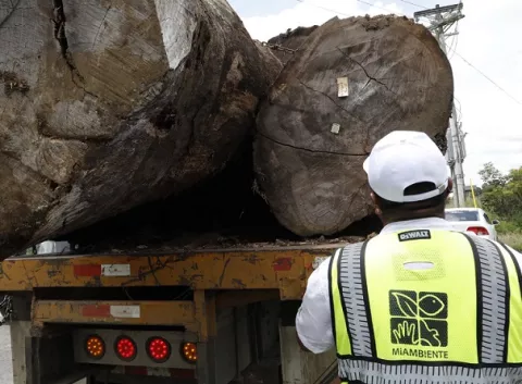 Movilización de madera proveniente de Darién y Panamá Este estará prohibida los fines de semana