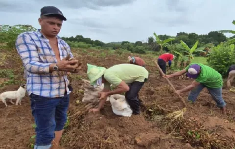 Productores de ñame en Herrera denuncian afectaciones por contrabando